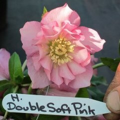 Hellebore Double Soft Pink